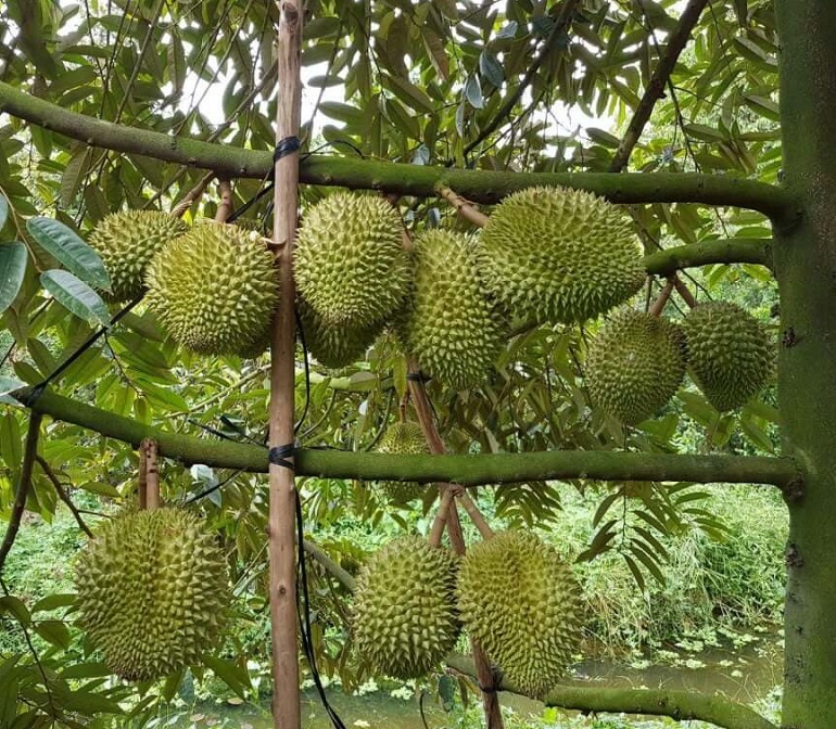 Mô hình trồng sầu riêng theo tiêu chuẩn VietGAP mang lại hiệu quả kinh tế  cao  Phân thuốc vi sinh AT