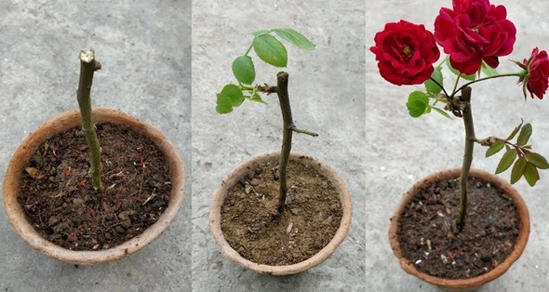 Cách giâm cành hoa hồng có ưu điểm giúp cây nhanh ra hoa. Ảnh: Internet