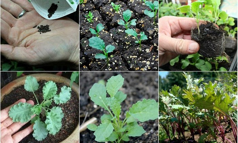 Kỹ thuật ủ hạt giống và cách trồng cải kale tại nhà. Ảnh: Internet