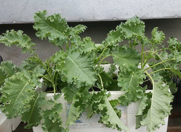 Cải kale trồng mùa nào trong năm để cây sinh trưởng tốt nhất. Ảnh: Internet