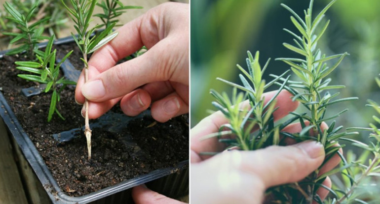 Cách trồng cây hương thảo bằng cành. Ảnh: Internet