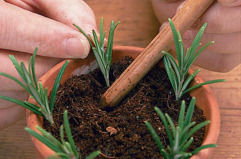 Cách trồng cây hương thảo bằng hạt sẽ khó hơn, cần tuân thủ đúng kỹ thuật hơn. Ảnh: Internet
