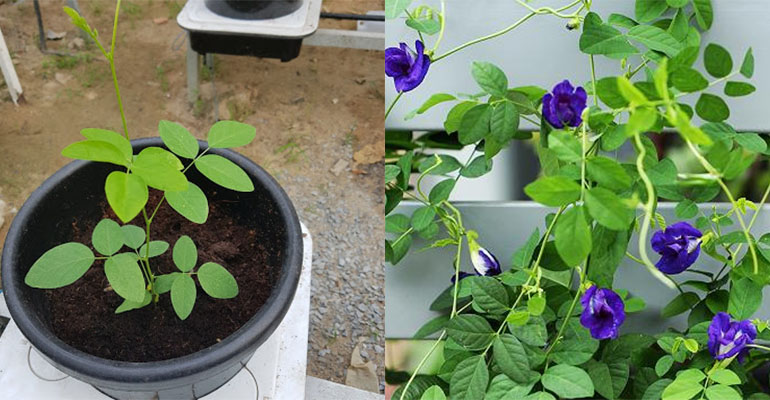 Cách trồng hoa đậu biếc với cành nhanh cho hoa và quả. Ảnh: Internet