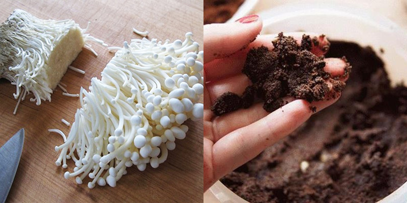 Cách trồng nấm kim châm từ gốc bỏ đi với bã cà phê. Ảnh: Internet