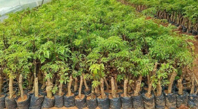 Cách trồng cây đinh lăng