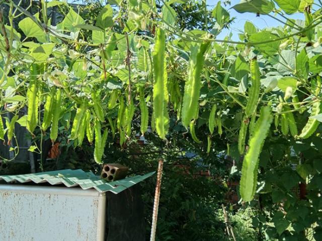 Cách trồng đậu rồng