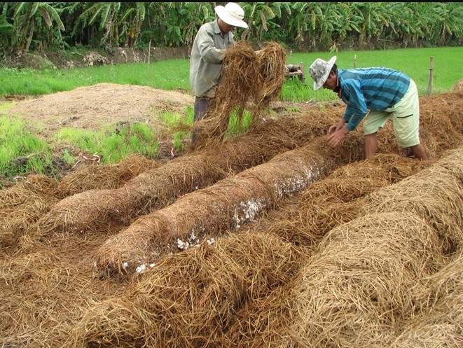 Cách trồng nấm rơm