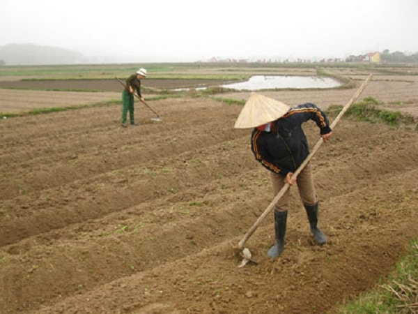 Xới đất trước khi trồng củ cải