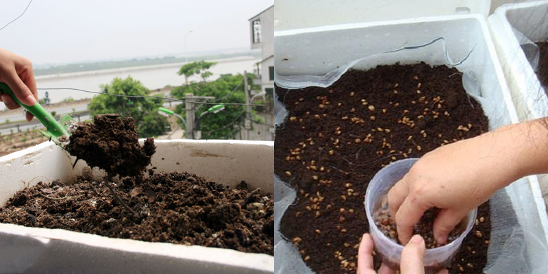 Cách trồng cải thìa trong thùng xốp với phương pháp gieo hạt. Ảnh: Internet