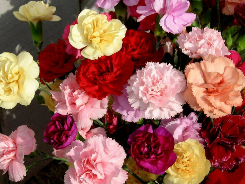 Hoa cẩm chướng có rất nhiều màu. Ảnh: Internet