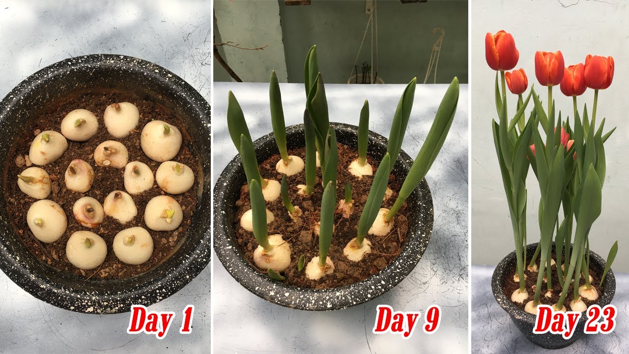 Cách trồng hoa tulip trong đất. Ảnh: Internet