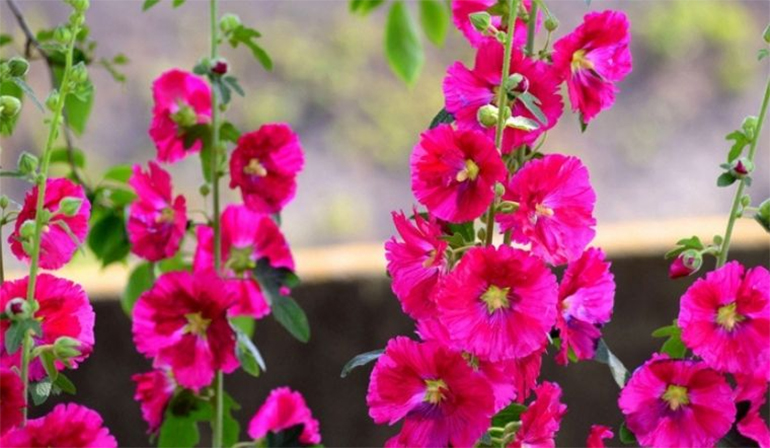 Cách chăm sóc hoa mãn đình hồng cho hoa nhanh nở. Ảnh: Internet