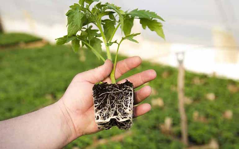 Cách tưới thuốc kích rễ cho cây mới trồng đúng kỹ thuật. Ảnh: Internet