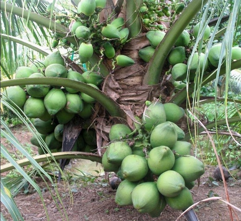 Cây giống Dừa Xiêm Xanh Lùn  Nông trang Island  Caygiongcom