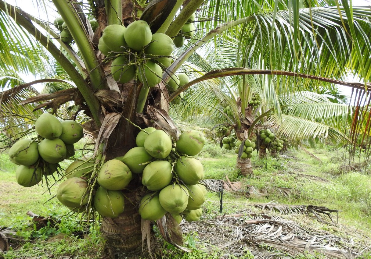 Cách trồng dừa xiêm lùn