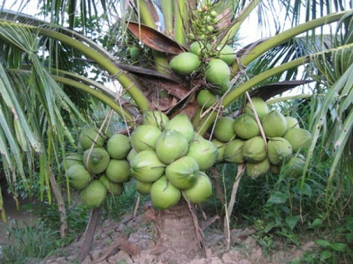 Cách trồng dừa xiêm lùn