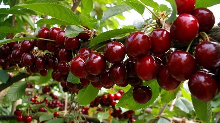 Cách trồng cây cherry đúng kỹ thuật, cho trái sai trĩu