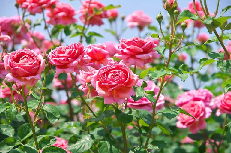 Hoa hồng là loài hoa được ưa chuộng. Ảnh: Internet