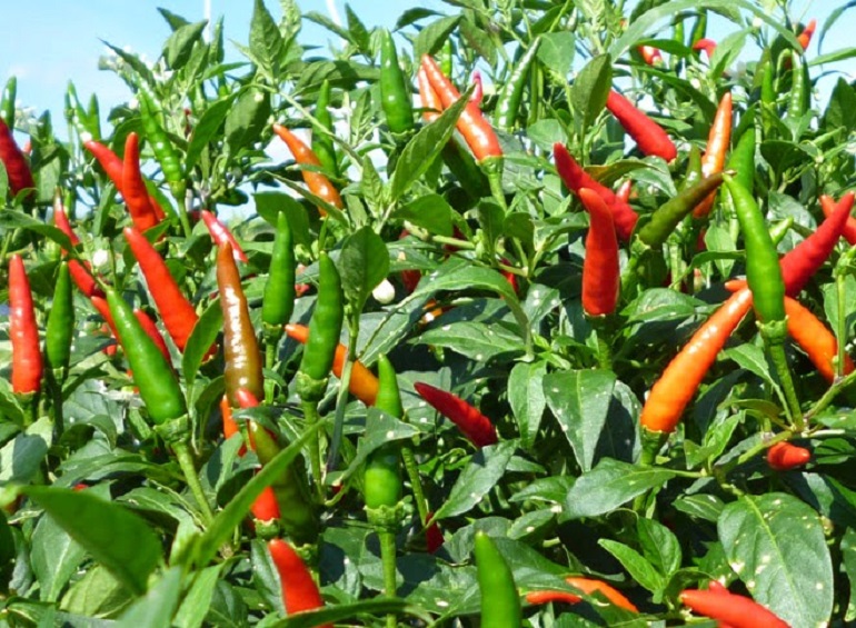 Chia sẻ 82 về mô hình trồng ớt hiểm xanh hay nhất  Tin học Đông Hòa