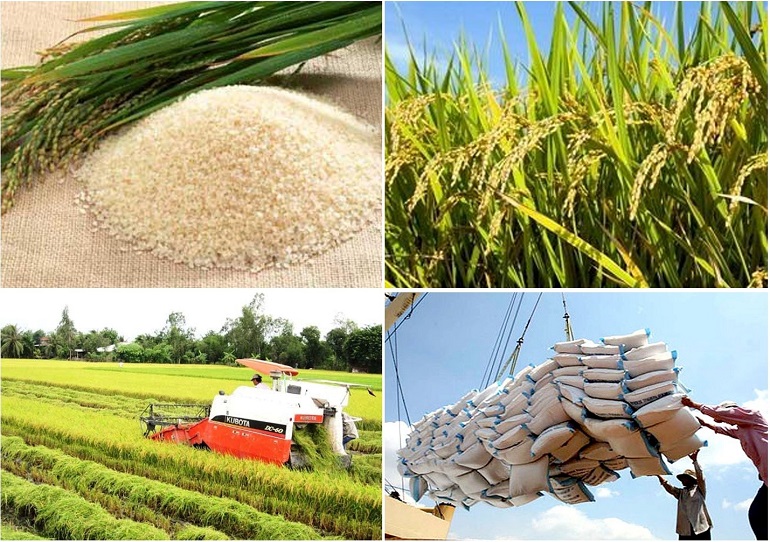 Giá lúa gạo hôm nay 3/10/2023: Đồng loạt giảm nhẹ
