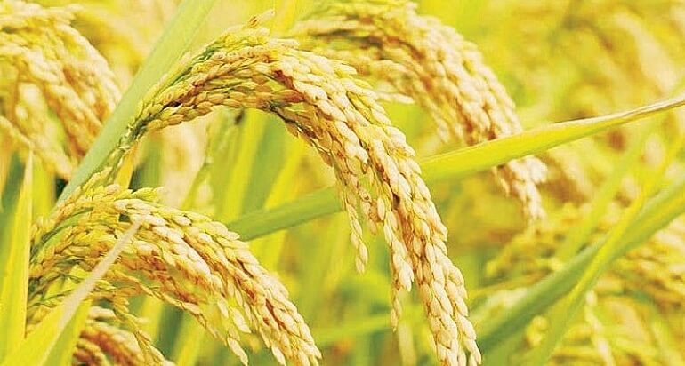 Giá lúa gạo ngày 21/9/2023: Giảm nhiều chủng loại lúa