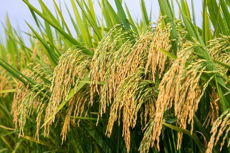 Giá lúa gạo ngày 27/9/2023: Biến động không đều