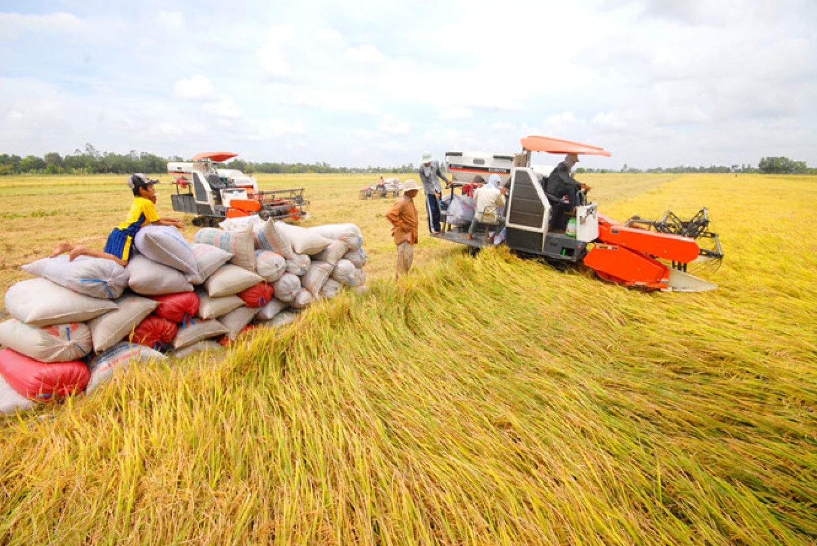 Giá lúa gạo hôm nay 26/9/2023: Tăng nhiều loại gạo