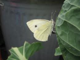 5 cách phòng ngừa sâu xanh bướm trắng hại bắp cải3