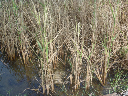 Cách xử lý cây lúa bị ngộ độc mặn2