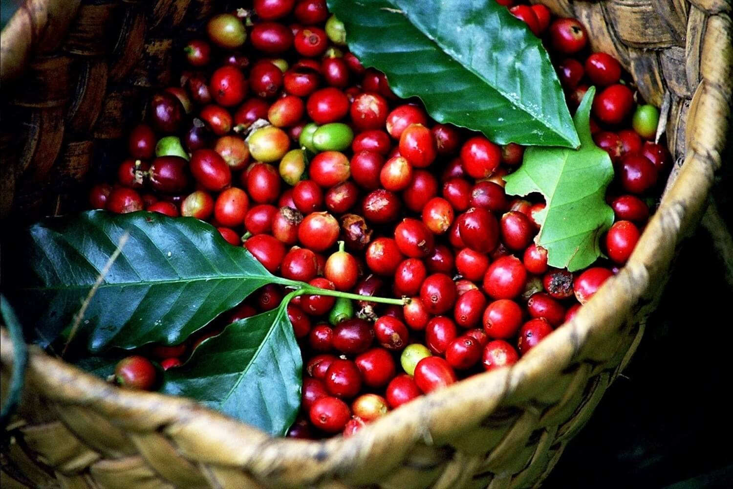 Giá cà phê hôm nay 28/9/2023: Giảm nhẹ 200 đồng/kg