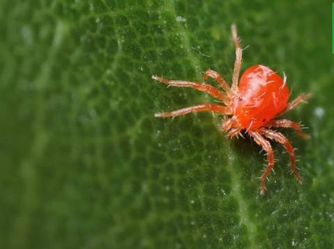 nhện-đỏ-hại-cà-chua-1