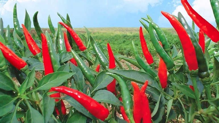 Giá ớt tăng mạnh giúp nông dân lãi trên 300 triệu đồng/ha/năm