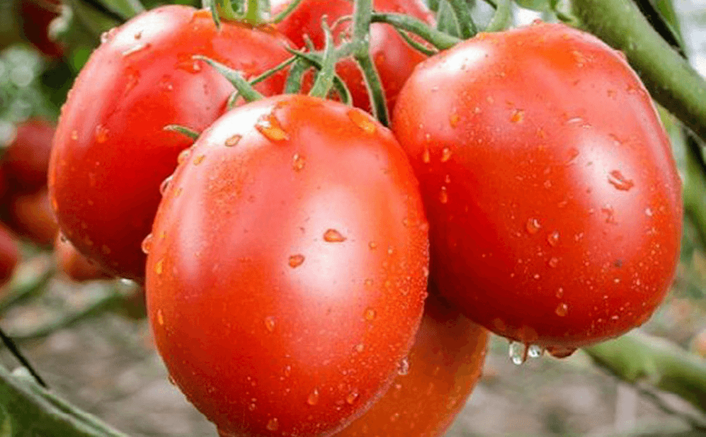 Giá rau củ ngày 4/10/2023: Cà chua giảm 3.000 đồng/kg
