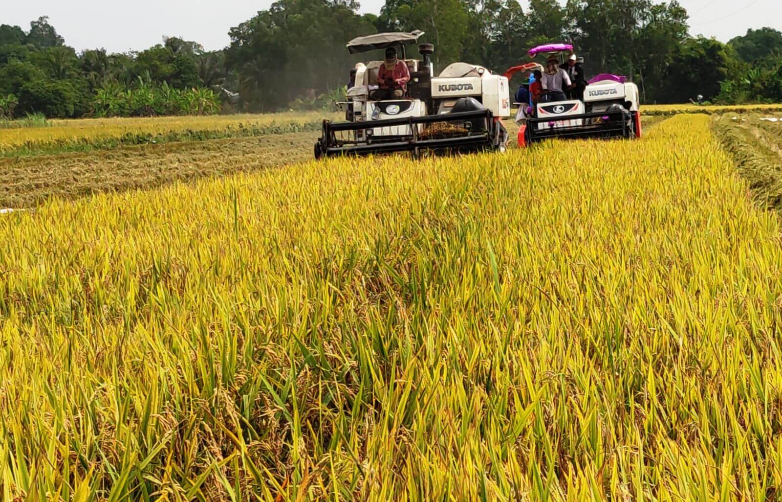 Giá lúa gạo hôm nay 30/11/2023: Tăng giảm trái chiều