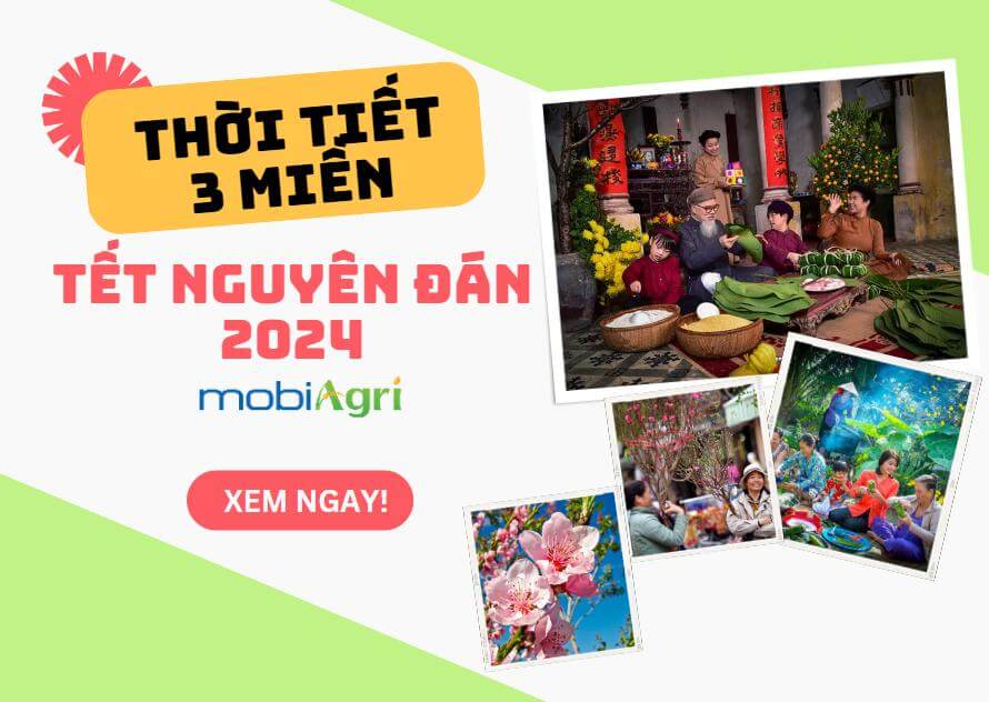 Thoi-tiet-Tet-Nguyen-dan-2024-4