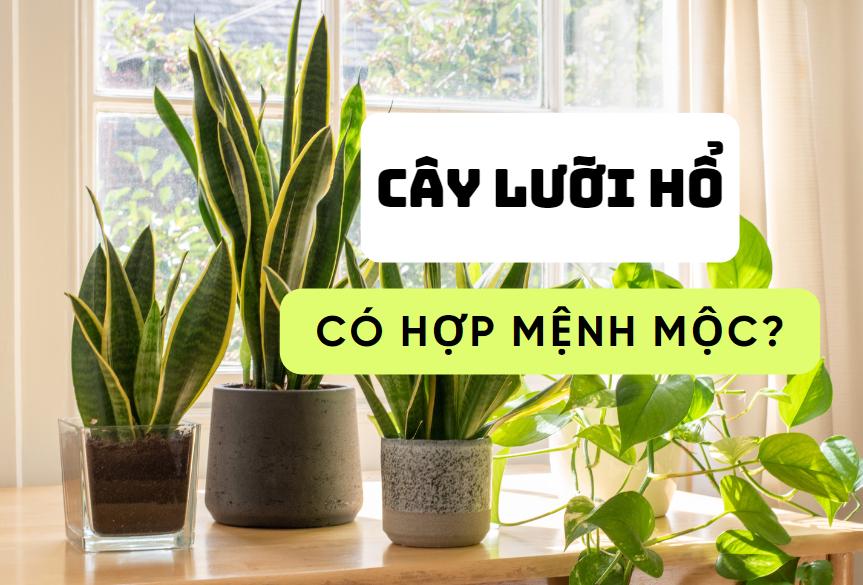 cay-luoi-ho-hop-menh-moc-khong-5