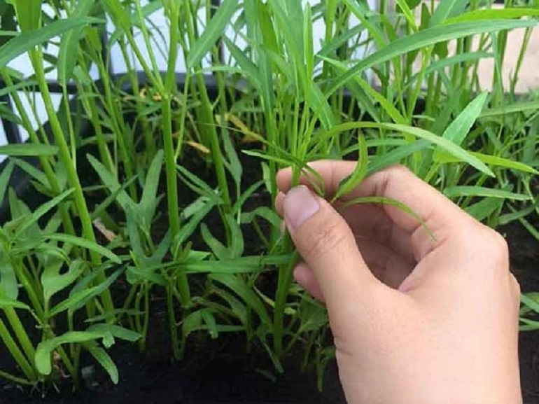 Cách trồng rau muống hạt - Thu hoạch rau muống Cách trồng rau muống hạt - Thu hoạch rau muống