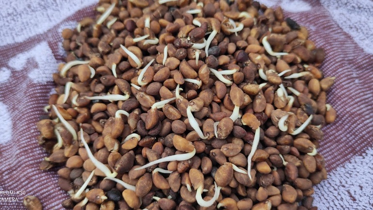 Cách trồng rau muống hạt - hạt giống rau muống Cách trồng rau muống hạt - hạt giống rau muống