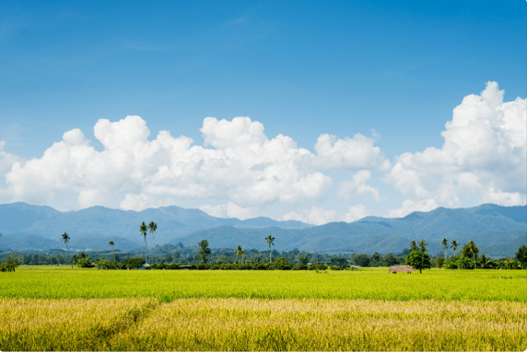 Giá lúa gạo hôm nay 24/4/2024 Tăng mạnh giá gạo mobiAgri