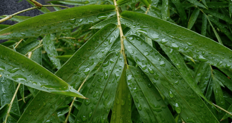 Lá vàng hoặc rụng lá