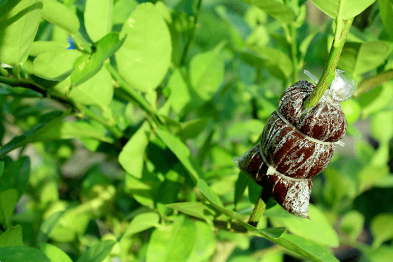 Các bước chiết cành chanh