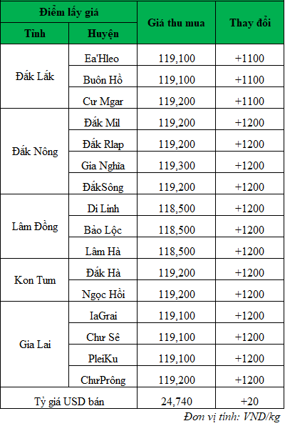 Giá cà phê hôm nay, giá cà phê cập nhật mới nhất ngày 22/8/2024