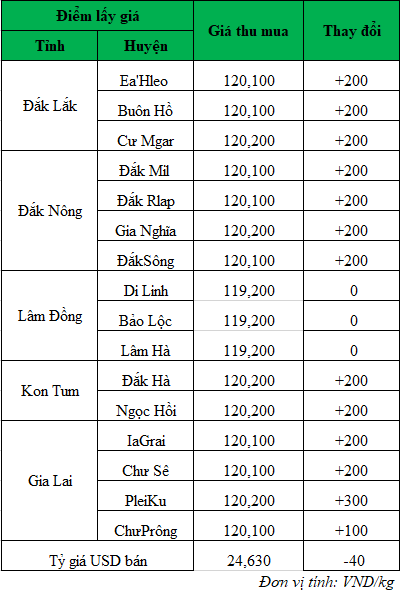 Giá cà phê hôm nay ngày 28/8/2024