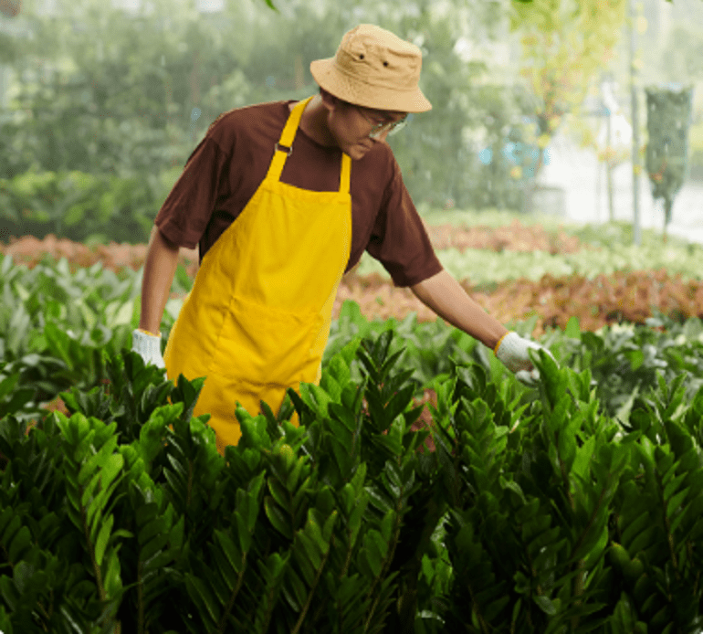 Những lưu ý khi trồng và chăm sóc cây kim tiền