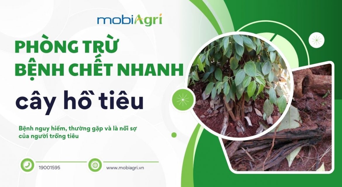 bệnh chết nhanh hồ tiêu