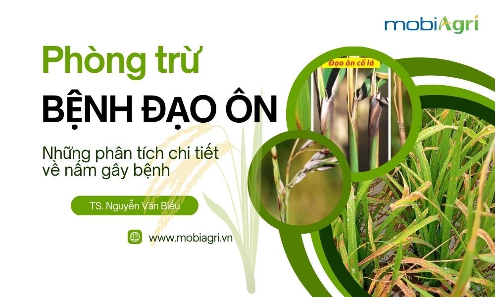 bệnh đạo ôn-bác biếu