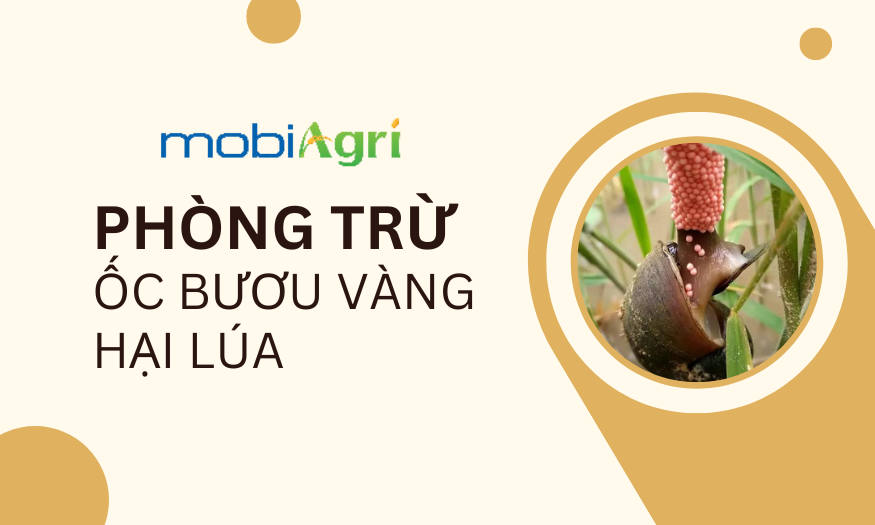 phong-tru-oc-buou-vang-5