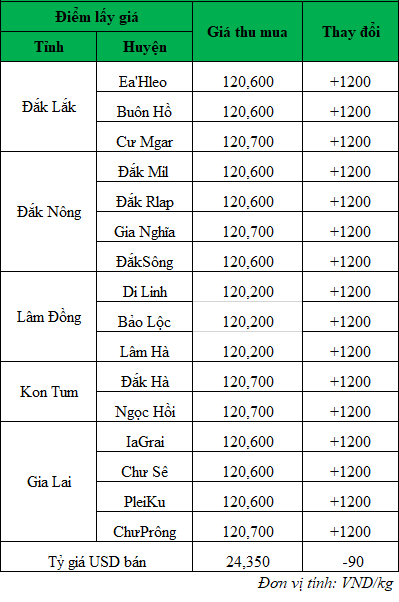 Giá cà phê hôm nay tại thị trường trong nước ngày 25/9/2024