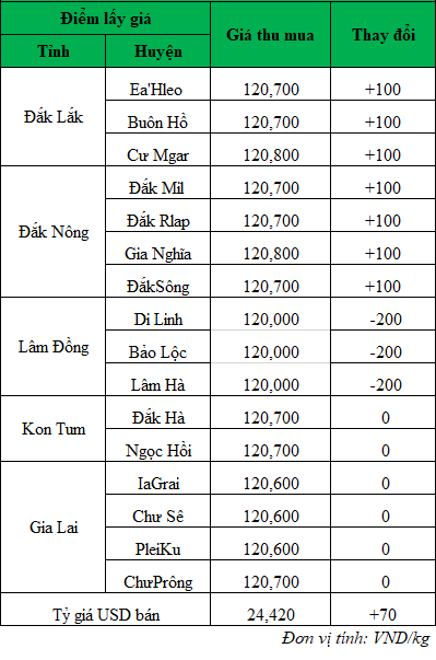 Giá cà phê hôm nay tại thị trường trong nước ngày 26/9/2024