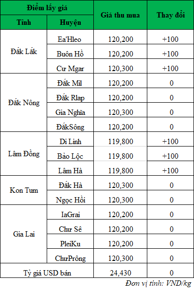 Giá cà phê mới nhất ngày 12/9/2024